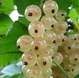 Смородина белая 'Ютерборгская'