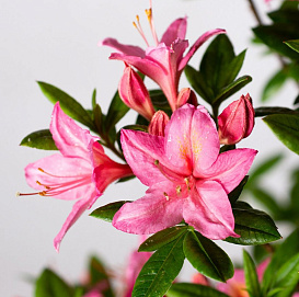 Рододендрон желтый (азалия) 'Джоли Мадам' (розовый)