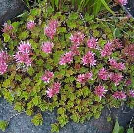 Седум ложный (Очиток)