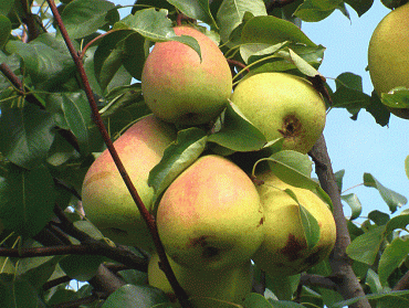 Груша 'Рогнеда'