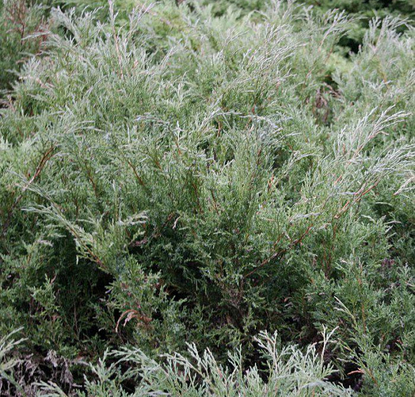 Можжевельник казацкий 'Хикси'