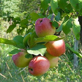 Яблоня домашняя 'Солнышко'