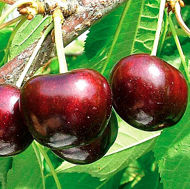 Черешня 'Крупноплодная'