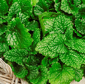 Мелисса лекарственная 'Лимончелло Лемон Сентед'