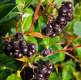 Арония сливолистная (Рябина черноплодная) 'Викинг'