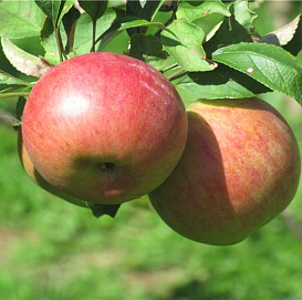 Яблоня домашняя 'Красавица Москвы'