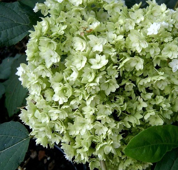 Гортензия крупнолистная 'Хайес Старберст'