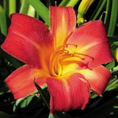 Лилейник гибридный 'Черри Чикс'