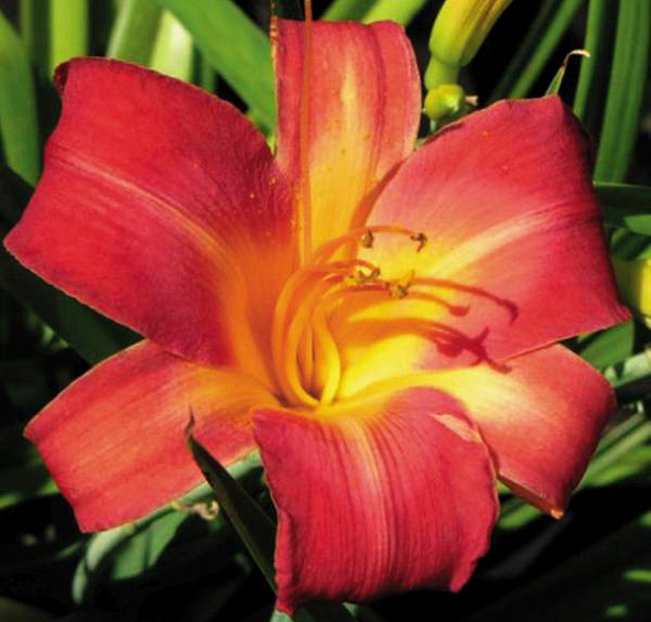 Лилейник гибридный 'Черри Чикс'