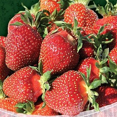 Земляника (клубника) 'Царица' Земляника (клубника) 'Царица'