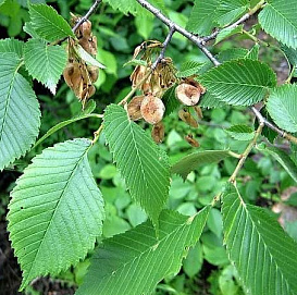 Вяз гладкий