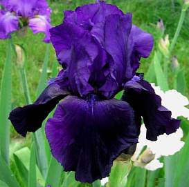 Ирис германский (бородатый) 'Тукседо' 