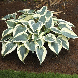 Хоста гибридная (вздутая, волнистая) 'Блю Айвори'