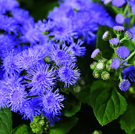 Агератум мексиканский (голубой)