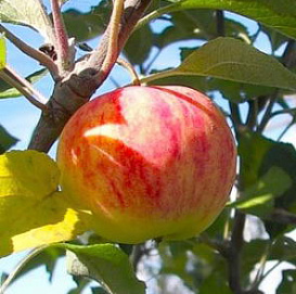 Яблоня домашняя 'Лежкое'