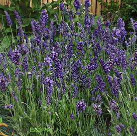 Лаванда Лаванда узколистная компактная 'Элеганс Пурпл', 