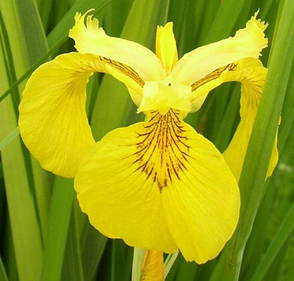 Ирис болотный Вариегата (Variegata)