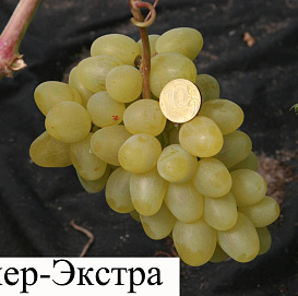 Виноград 'Супер Экстра'