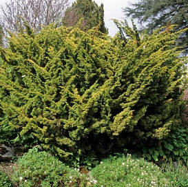 Можжевельник китайский 'Плюмоза Ауреа'