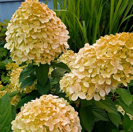 Гортензия метельчатая 'Коттон Крем'