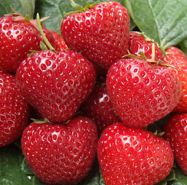 Земляника (клубника) 'Сельва'