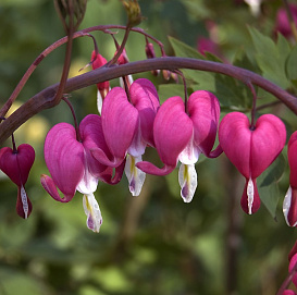 Дицентра великолепная 'Bacchanal'