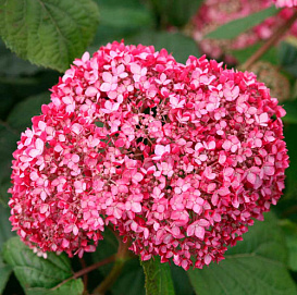 Гортензия древовидная 'Инвинсибел пинк'