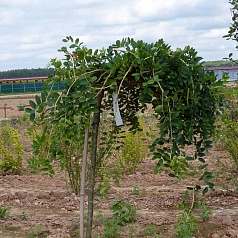 Акация древовидная 'Пендула'