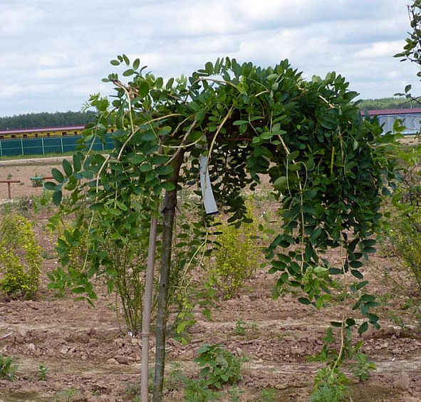 Акация древовидная 'Пендула'