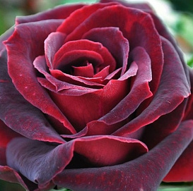 Роза 'Папа Мейланд' (чайно-гибридная) ( бордово красная)