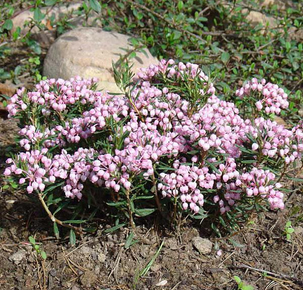 Андромеда многолистная (Подбел) 'Компакта'