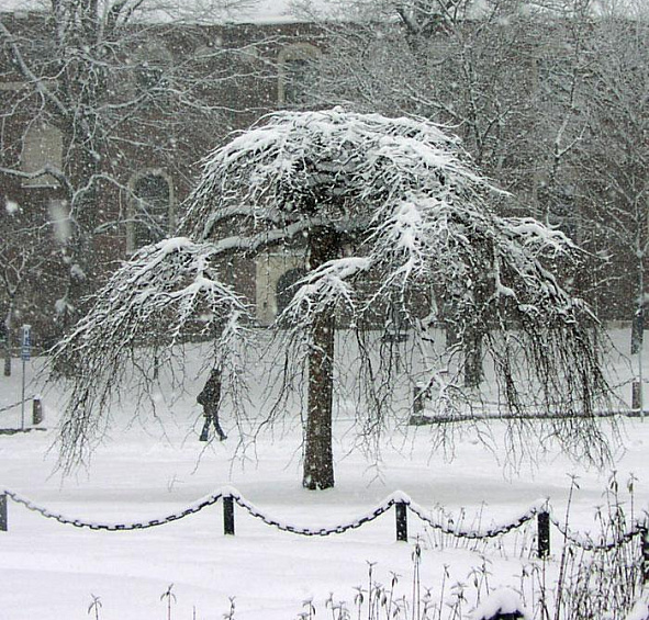 Вяз шершавый 'Пендула'