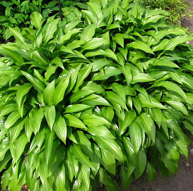 Хоста узколистная