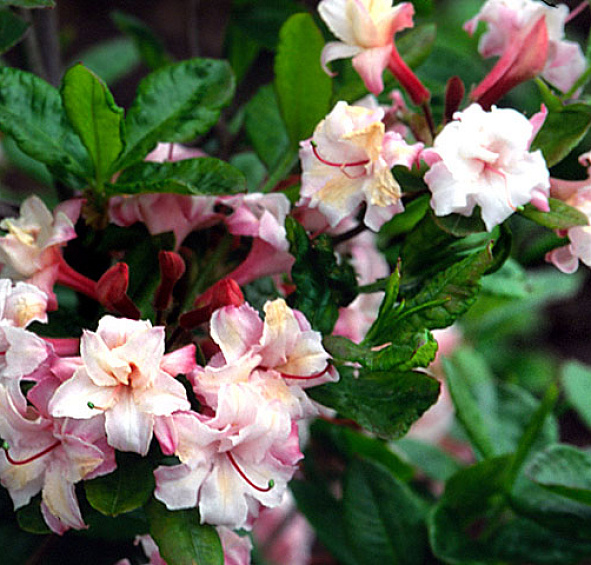 Рододендрон желтый (азалия) 'Корнелия' (розовый)