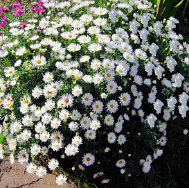 Астра новобельгийская (белая)