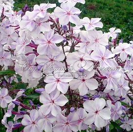 Флокс метельчатый 'Жуковский'