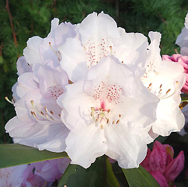 Рододендрон якушиманский 'Шнеекроне' (белый)