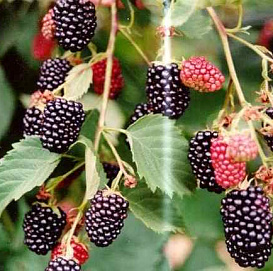 Ежевика 'Чачанска Бестрна'