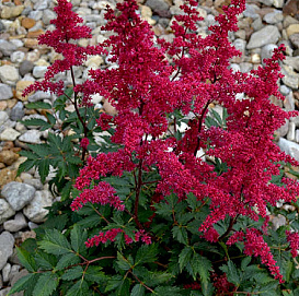 Астильба Арендса 'Гранат' (темно гранатовый)