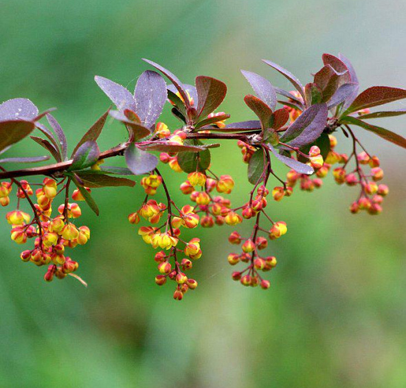Барбарис Тунберга 'Ред Рокет'