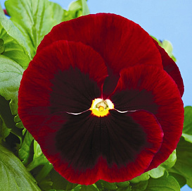 Виола рогатая 'Эдмайе Ред Блотч' (красная с глазком)