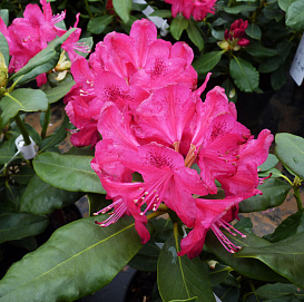 Рододендрон гибридный 'Нова Зембла' (малиново-пурпурный)