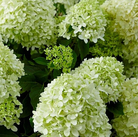 Гортензия метельчатая 'Пандора'