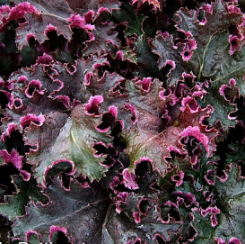 Гейхера гибридная 'Пурпл Петтикотс'