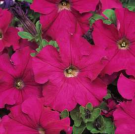Петуния (сурфиния) гибридная 'Дримс Неон Роуз' (темно-розовая)