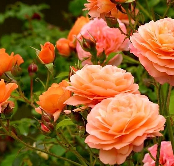 Роза 'Леди оф Шалотт' (парковая) (персиково-розовая)