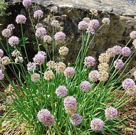 Лук поникающий (слизун)