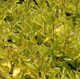 Дерен белый 'Аурея'