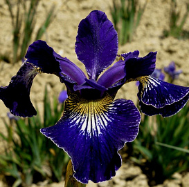 Ирис сибирский 'Рафлс Плюс'