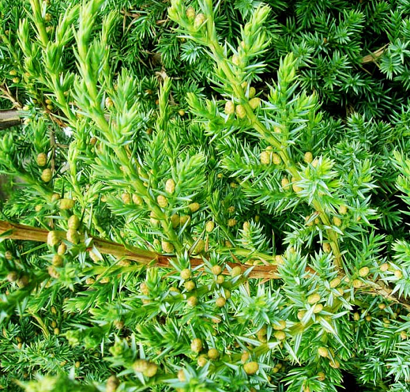 Можжевельник китайский 'Блу Альпс'